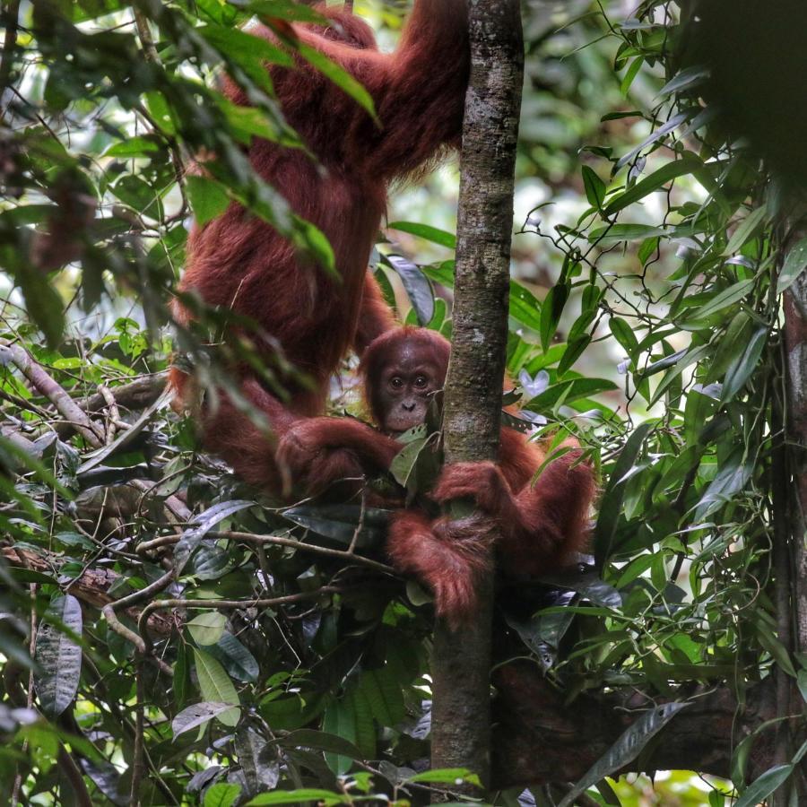 Sumatra Orangutan Discovery Villa Bukit Lawang Exterior photo